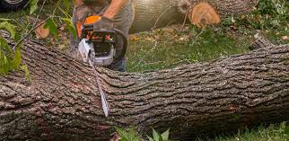 How Our Tree Care Process Works  in  Belle Haven, VA