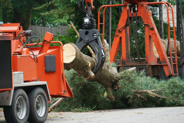 Lawn Watering Services in Belle Haven, VA