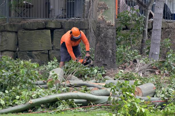 Professional Tree Removal in Belle Haven, VA